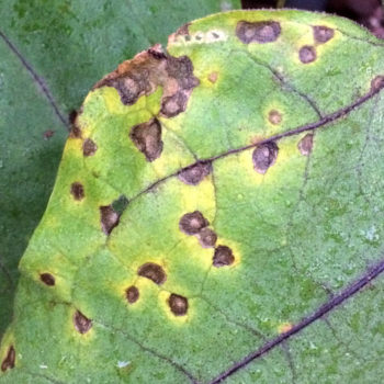 Cercospora Leafspots – All Florida Pest Control