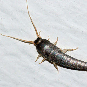 Fascinating Silverfish Facts | Learn About Silverfish in Florida