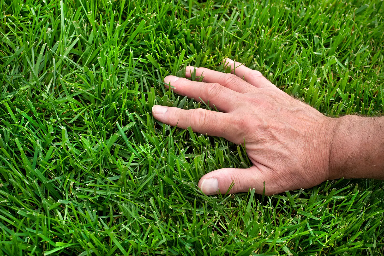 Florida homeowner’s hand resting in healthy green grass after lawn care services have been completed.