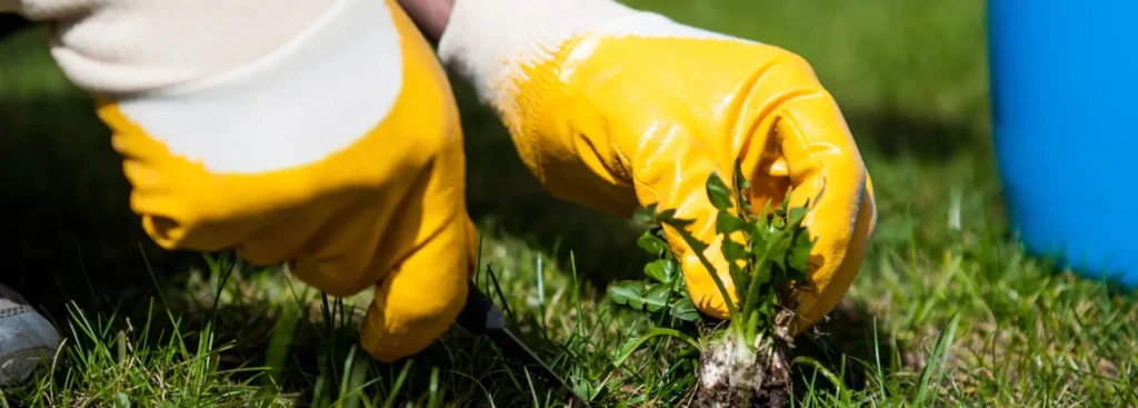 Pulling Weed from Lawn with Tool